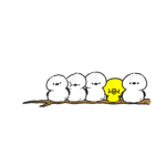子シマエナガ